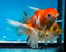 Load image into Gallery viewer, Orange and white  Oranda  (3.5 inches) Imported from Thailand