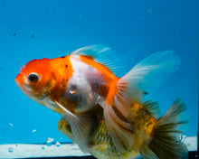 Load image into Gallery viewer, Orange and white  Oranda  (3.5 inches) Imported from Thailand
