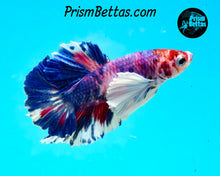 Load image into Gallery viewer, Purple Rainbow Marble Dumbo Halfmoon Plakat Male