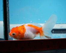 Load image into Gallery viewer, Orange and white  Oranda  (3.5 inches) Imported from Thailand