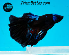 Load image into Gallery viewer, Blacklight Marble Halfmoon Male