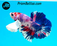 Load image into Gallery viewer, Purple Rainbow Marble Dumbo Halfmoon Plakat Male