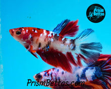 Load image into Gallery viewer, Koi Halfmoon Female Buy 4 Get 1 Free