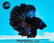 Load image into Gallery viewer, Blacklight Marble Halfmoon Male