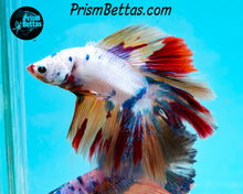 Load image into Gallery viewer, Rainbow Marble Doubletail Halfmoon Male