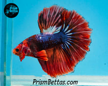 Load image into Gallery viewer, Marble Halfmoon Male