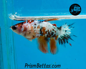 Copper Marble Halfmoon Female