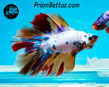 Load image into Gallery viewer, Rainbow Marble Doubletail Halfmoon Male