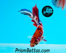 Load image into Gallery viewer, Koi Halfmoon Female Buy 4 Get 1 Free