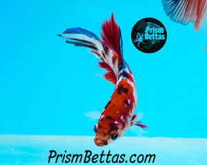 Koi Halfmoon Female Buy 4 Get 1 Free