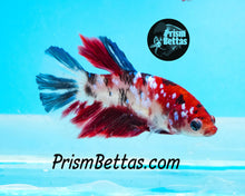 Load image into Gallery viewer, Koi Halfmoon Female Buy 4 Get 1 Free