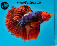 Load image into Gallery viewer, Marble Halfmoon Male