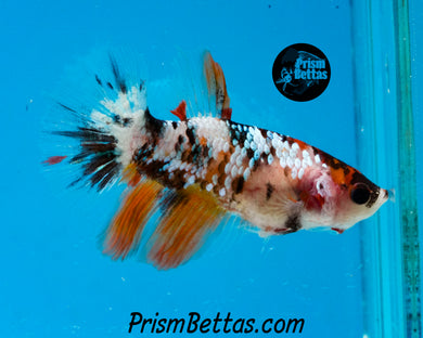 Copper Marble Halfmoon Female