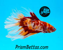 Load image into Gallery viewer, Galaxy Candy Koi Halfmoon Male