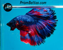 Load image into Gallery viewer, Superman Halfmoon Male