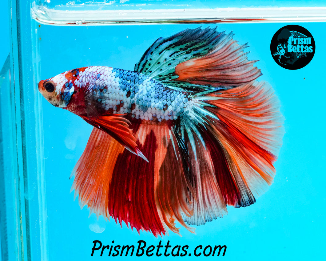 Rainbow Marble Halfmoon Male