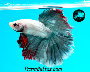 Copper Grizzle Halfmoon Male