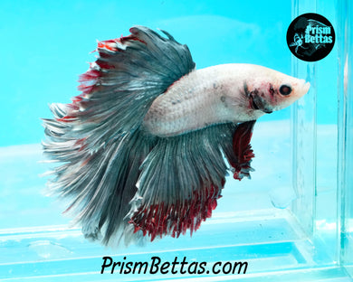 Copper Grizzle Halfmoon Male