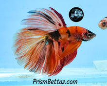 Load image into Gallery viewer, Candy Koi Halfmoon Male