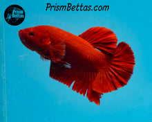 Load image into Gallery viewer, Red Halfmoon Plakat Male
