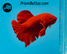Load image into Gallery viewer, Red Halfmoon Plakat Male