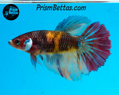 Candy Koi Halfmoon Female