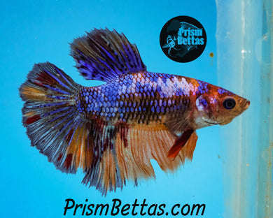 Marble Halfmoon Female Buy 4 Get 1 Free