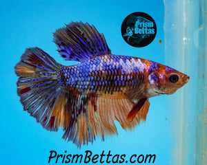 Marble Halfmoon Female Buy 4 Get 1 Free