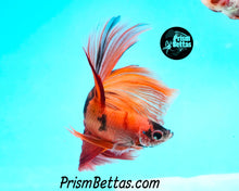 Load image into Gallery viewer, Candy Koi Halfmoon Male