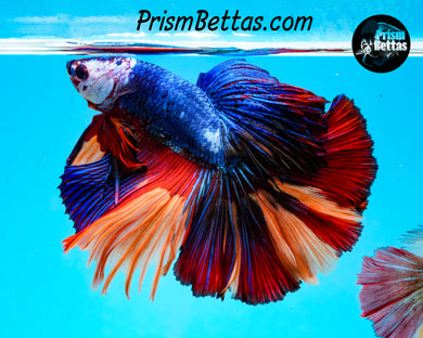 Rainbow Marble Halfmoon Male
