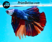 Load image into Gallery viewer, Rainbow Marble Halfmoon Male
