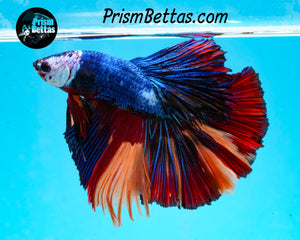 Rainbow Marble Halfmoon Male