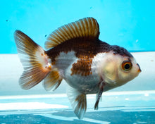 Load image into Gallery viewer, Panda Oranda Imported from Thailand