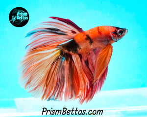 Candy Koi Halfmoon Male