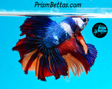 Load image into Gallery viewer, Rainbow Marble Halfmoon Male