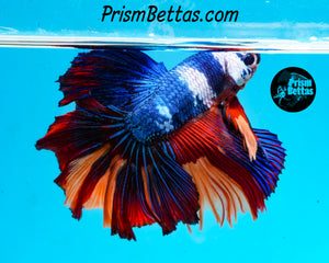 Rainbow Marble Halfmoon Male