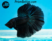Load image into Gallery viewer, Black Orchid Halfmoon Male