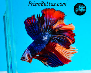 Rainbow Marble Halfmoon Male
