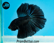 Load image into Gallery viewer, Black Orchid Halfmoon Male