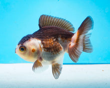 Load image into Gallery viewer, Panda Oranda Imported from Thailand