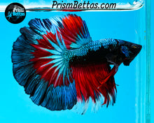 Load image into Gallery viewer, Turquoise Fire Samurai Halfmoon Male