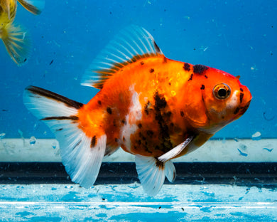 Tricolor Oranda  (3.5 inches) Imported from Thailand