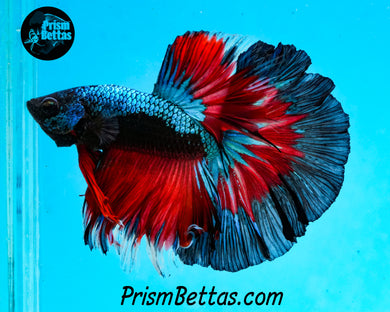 Turquoise Fire Samurai Halfmoon Male