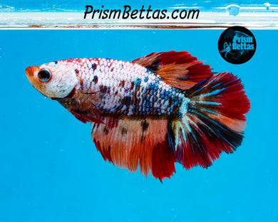 Rainbow Marble Halfmoon Female