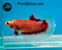 Load image into Gallery viewer, Red Butterfly Halfmoon Female
