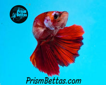 Load image into Gallery viewer, Candy Koi Halfmoon Female Buy 4 Get 1 Free