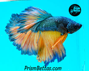 Mustard Gas Rosetail Halfmoon Male