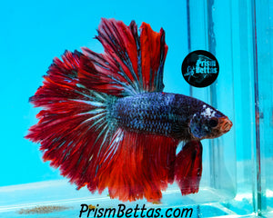 Marble Rosetail Halfmoon Male