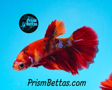 Load image into Gallery viewer, Candy Koi Halfmoon Female Buy 4 Get 1 Free