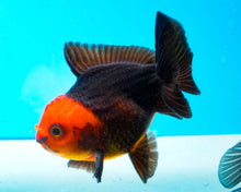Load image into Gallery viewer, Apache Oranda Imported from Thailand